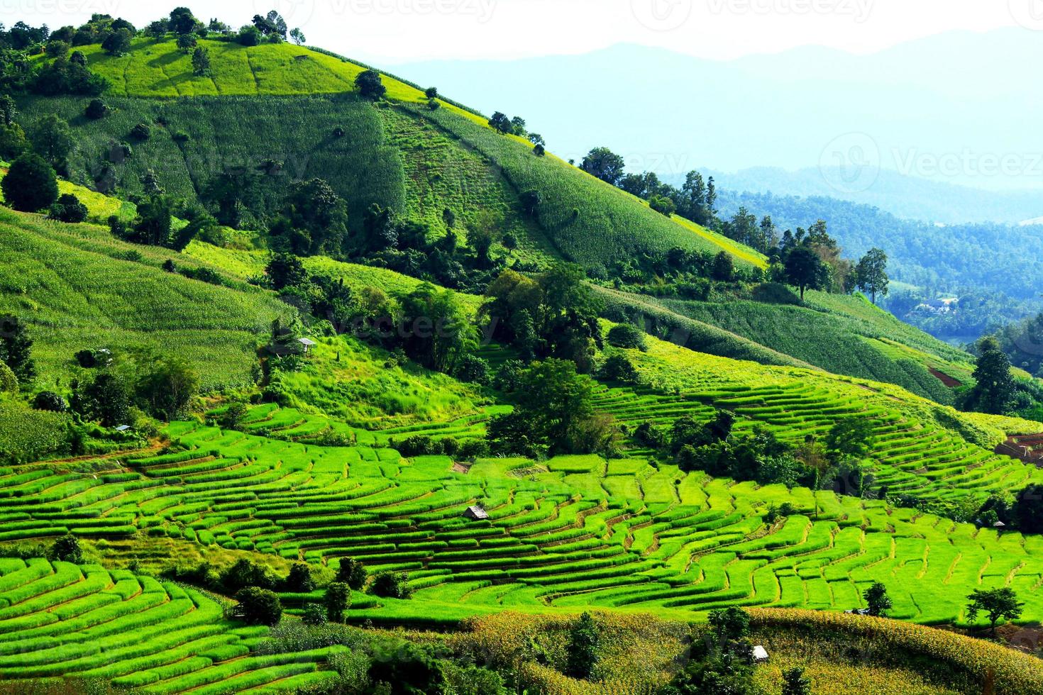 många jordbrukare hydda vistas på de ris terrasser och fält med hög berg bakgrund och blå himmel. natur landskap på förbjuda pa pong pieng, chiang maj, thailand. naturlig tapet foto