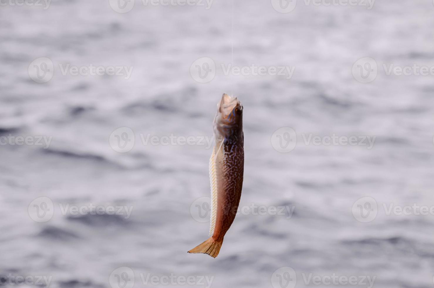 små fisk fångad på de krok foto