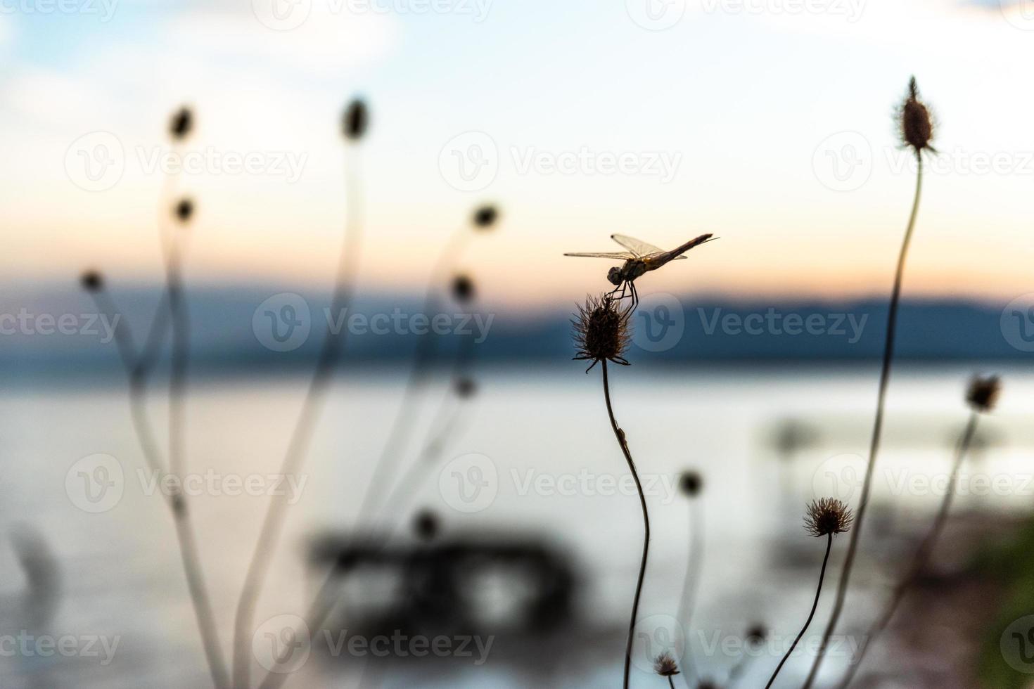 slända på en kvist foto