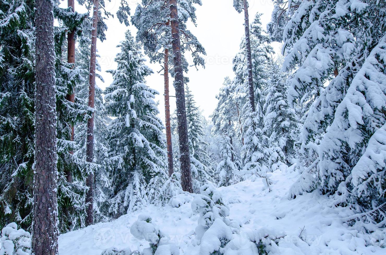 snötäckta träd i vinterskogen foto
