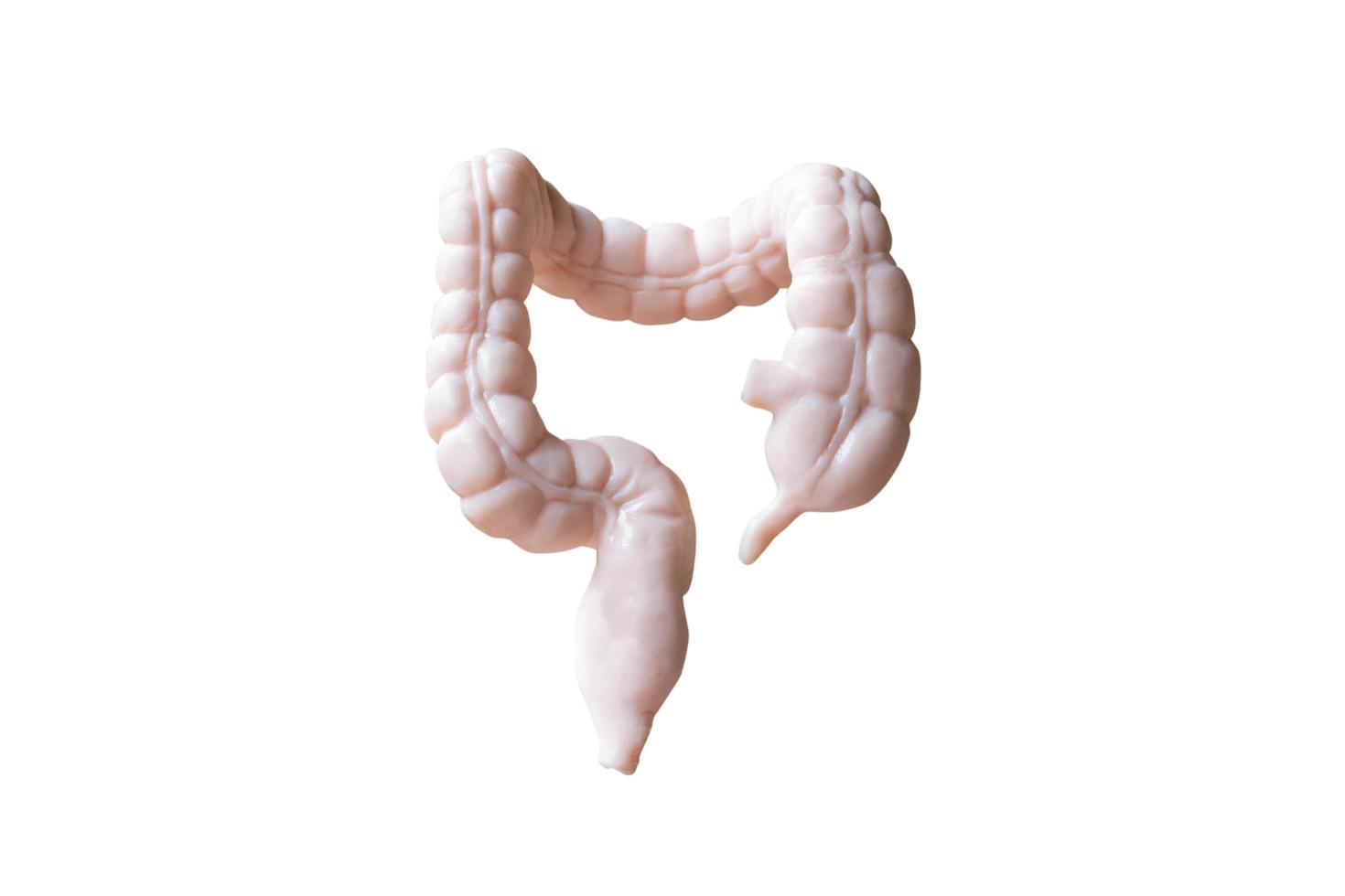 anatomisk modell av mänskliga tjocktarmar isolerad på en vit bakgrund foto