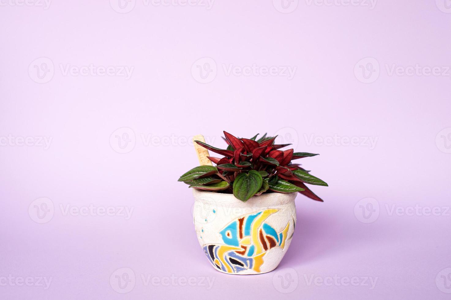 peperomi blomma i en dekorativ pott foto