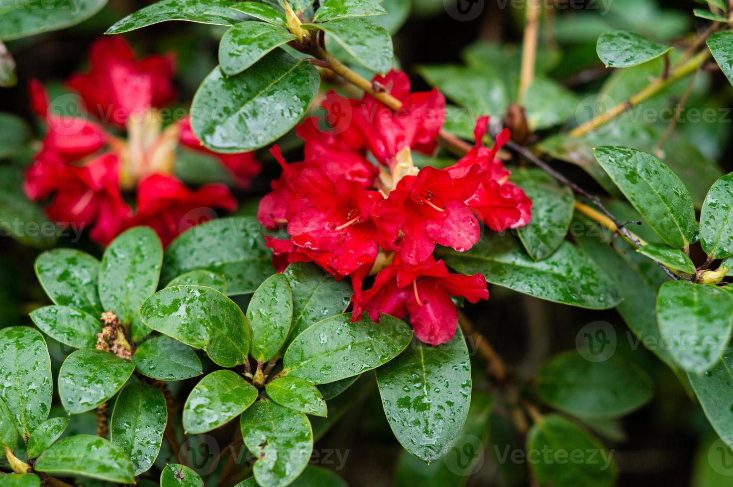 blommande buskar med ljus rosa blommor, rosa rhododendron foto