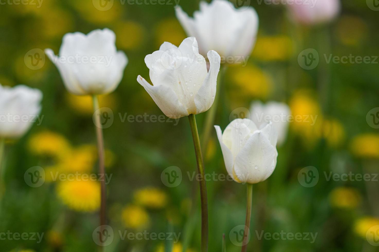 vit tulpaner med dagg droppar på de kronblad foto