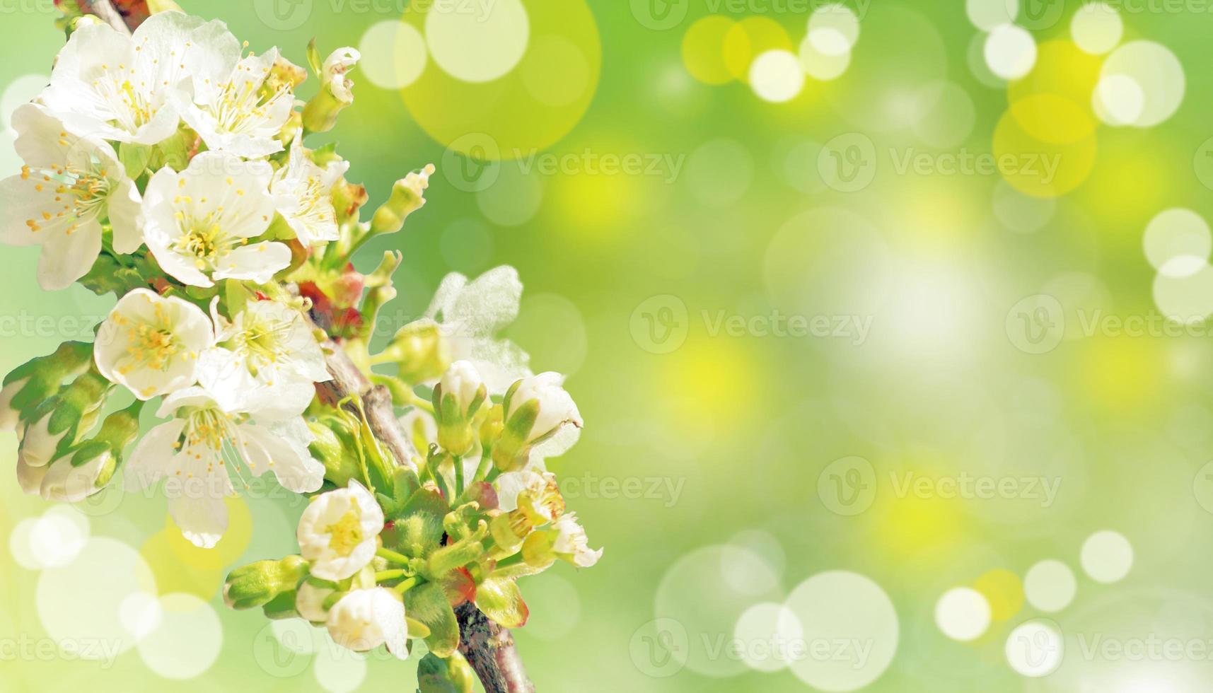 vacker naturvy av vårblommande träd på suddig bakgrund. foto