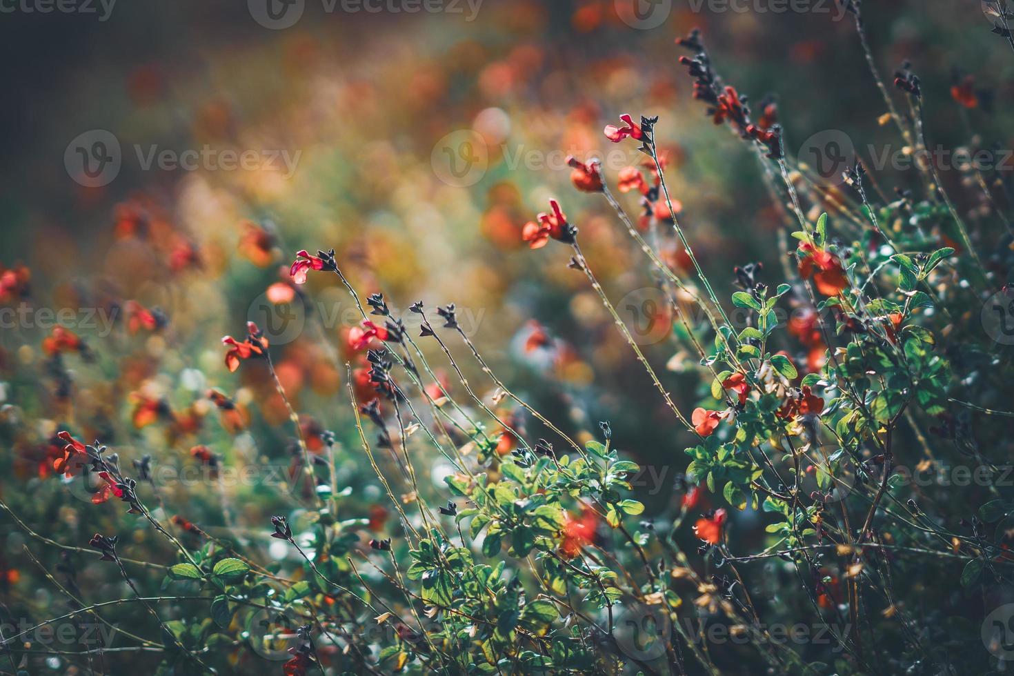 små röda blommor av salvia foto