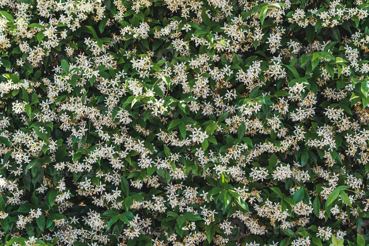 vita blommor bland gröna blad av stjärnjasmin foto
