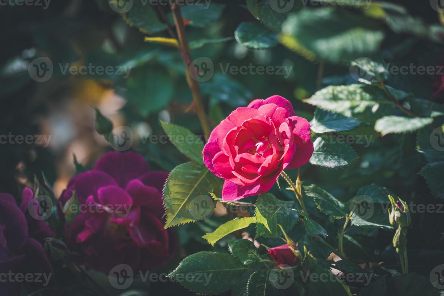 rosa ros i blom foto