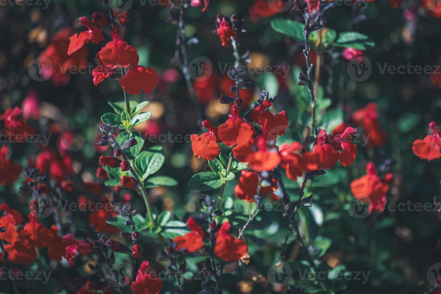 små röda blommor av salvia foto