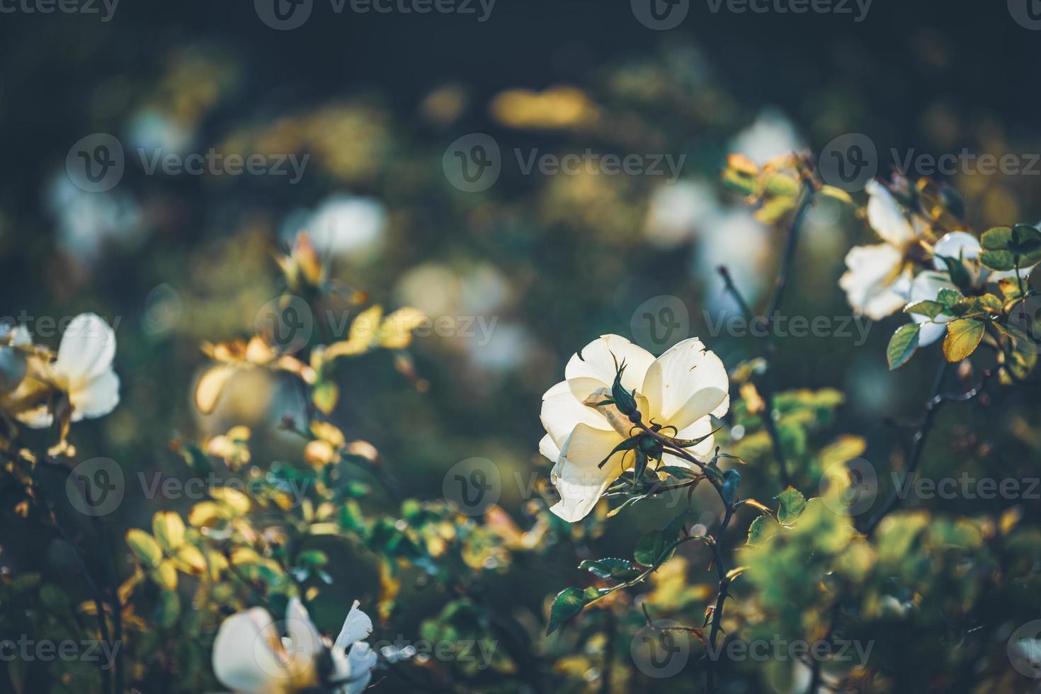 mini rosbuskar blommor foto