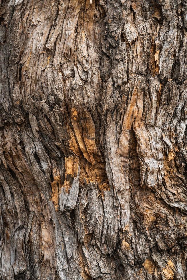 barkstruktur av ett pagodträd foto