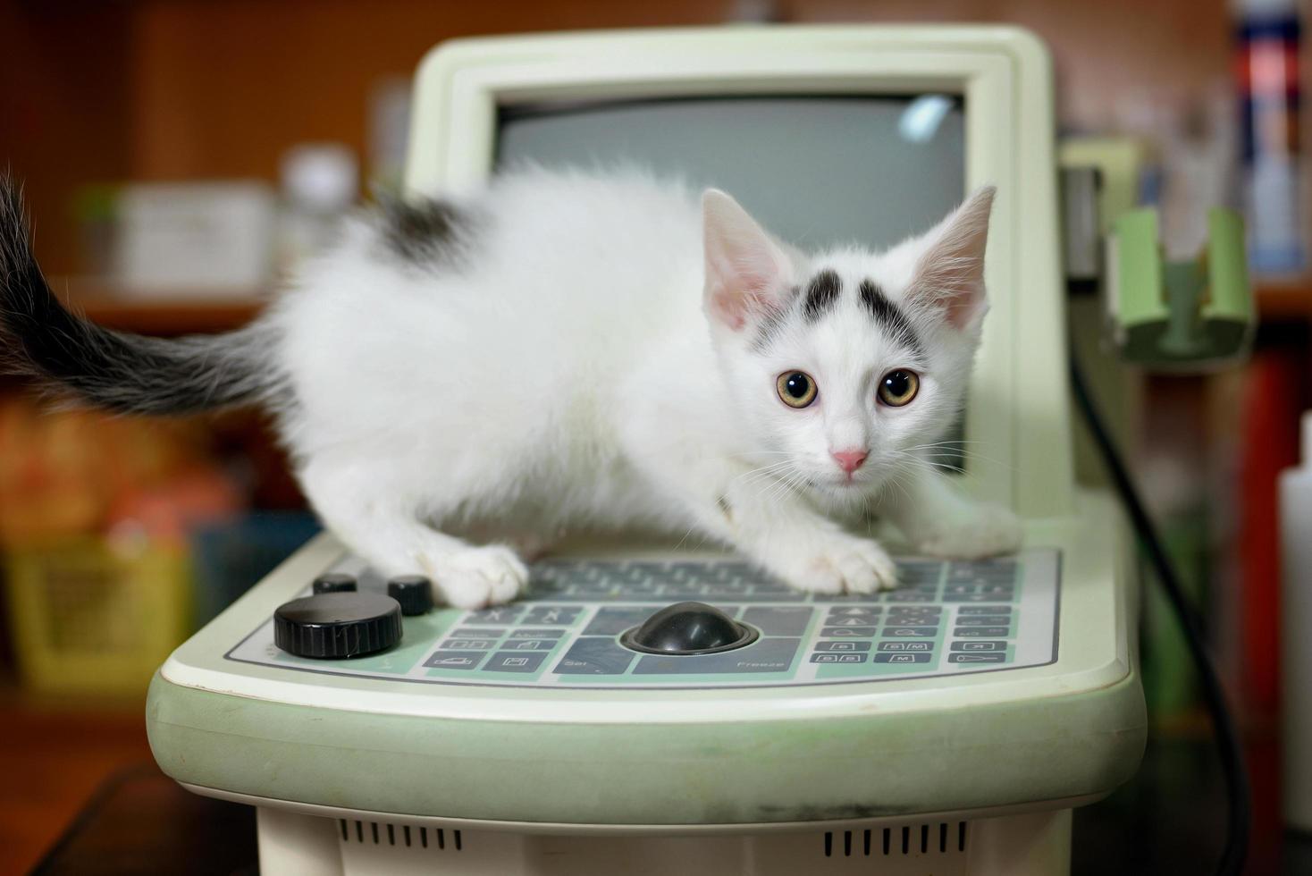 vit kattunge med ett stetoskop på ett veterinärkontor foto