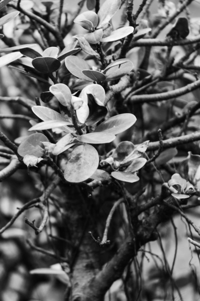 blommande skit äpple foto