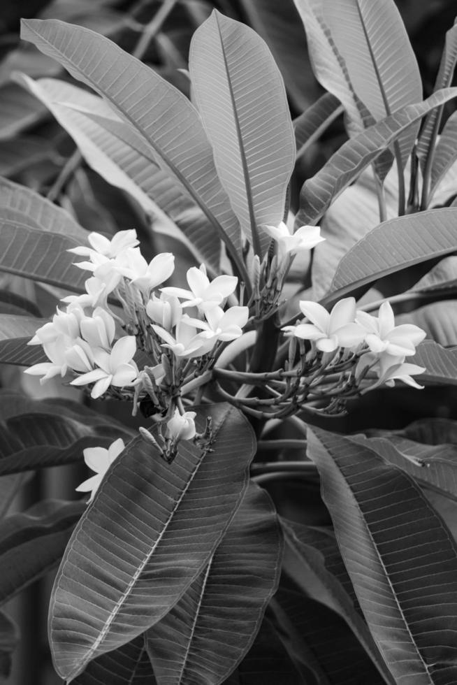 plumeria blomma i de trädgård foto