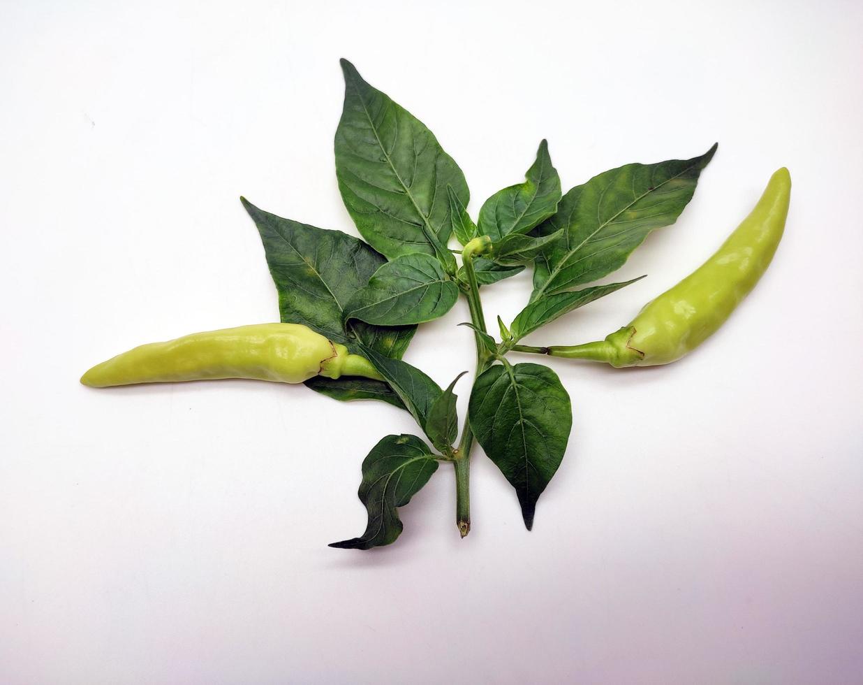 ljus grön chili peppar isolerat på vit bakgrund foto