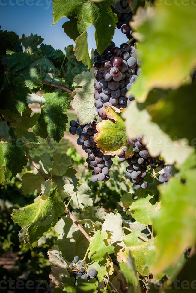 vindruvor på en vin för vin foto