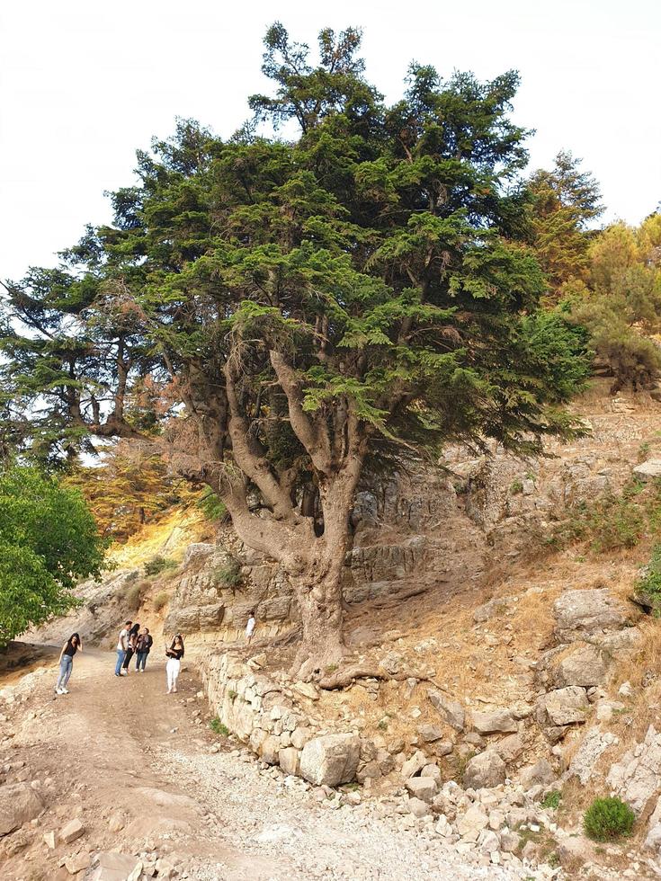 skog träd landskap skön bakgrund hög kvalitet foto