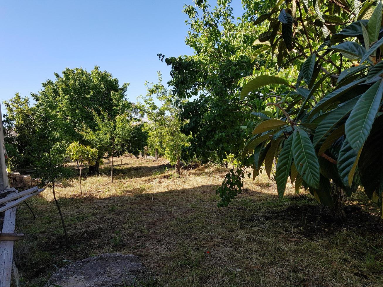 skog träd landskap skön bakgrund hög kvalitet foto