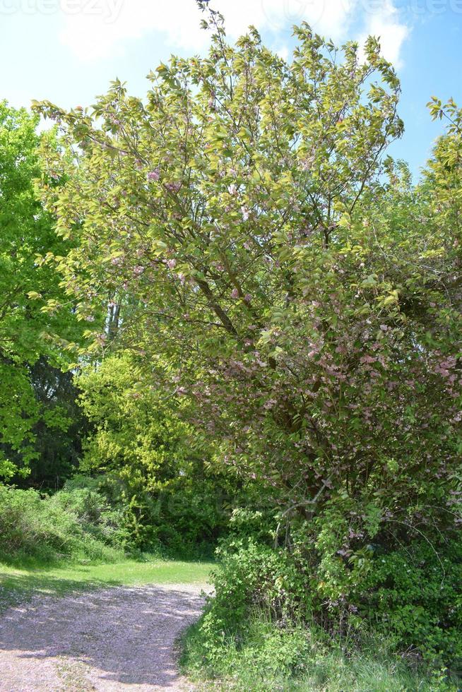 smuts väg i vår skog foto