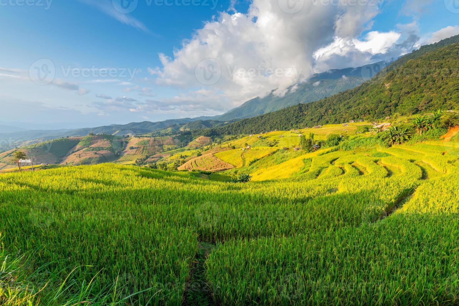 landskap av pa pong piang ris terrasser med hemvistelse på fjäll, mae chaem, chiang mai foto