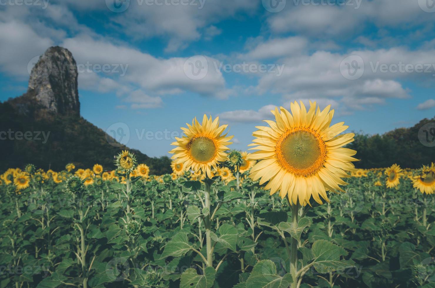 solrosor är blomning i de solros fält med stor berg och blå himmel bakgrund. foto