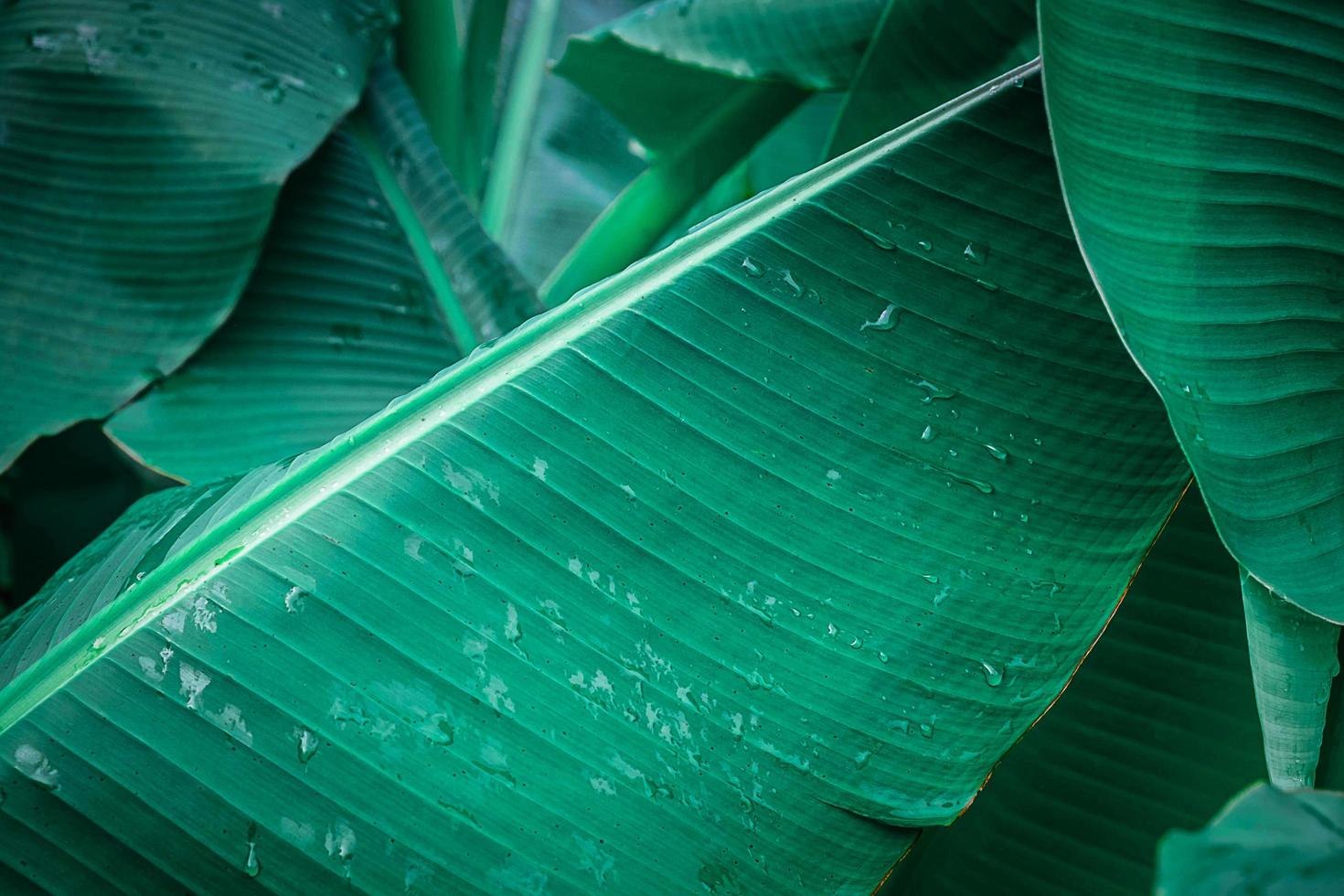 närbild av bananblad med vattendroppar foto