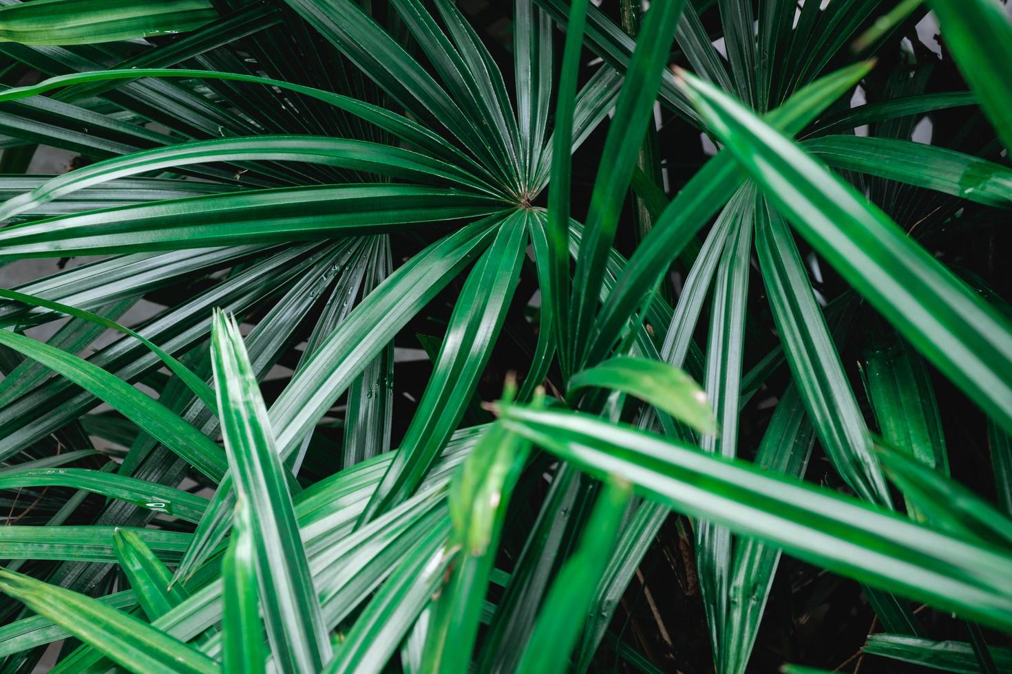 gröna palmblad foto