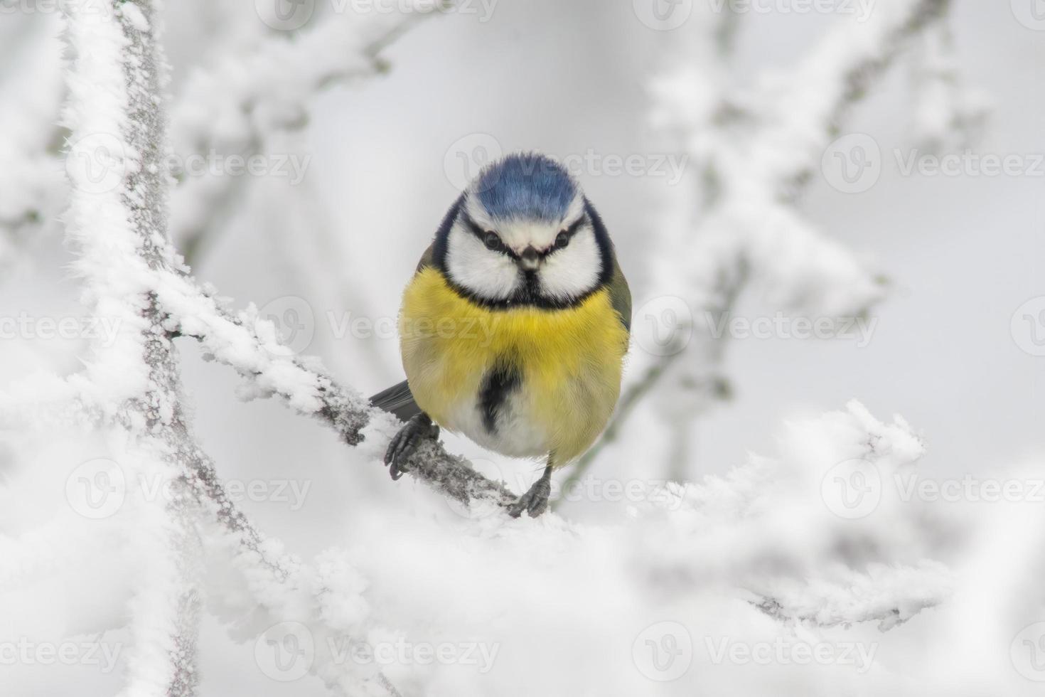 blå mes sitter på snöig grenar i kall vinter- tid foto