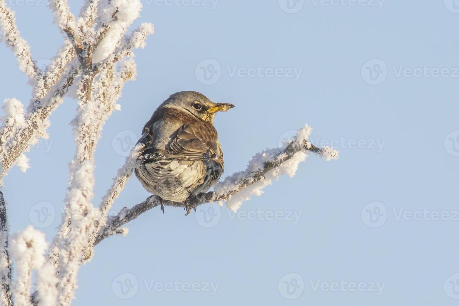 en björktrast sitter på snöig grenar i kall vinter- tid foto