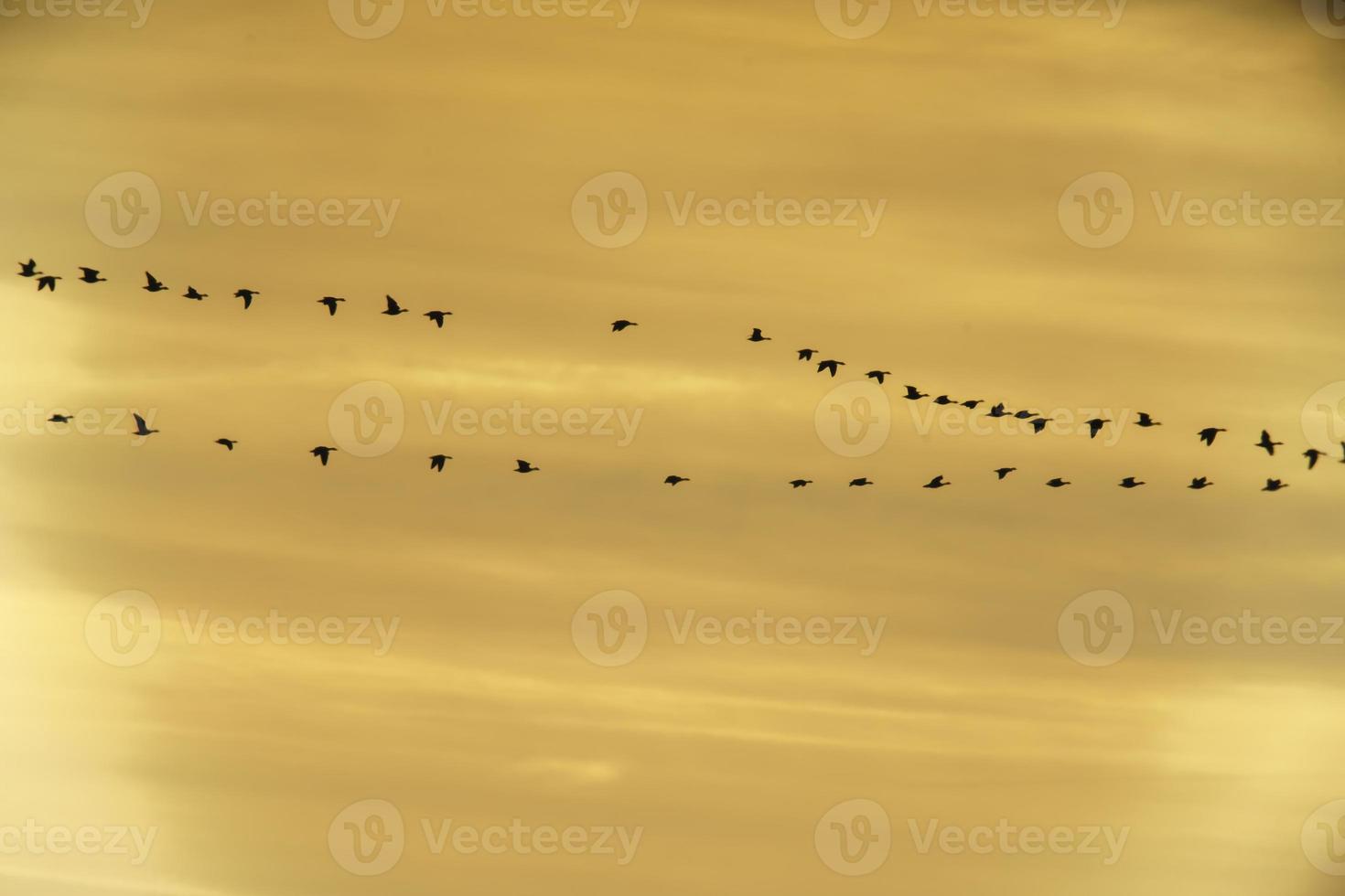 flock av vild gäss flyga in i de solnedgång foto