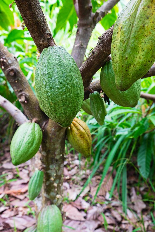 kakaofrukt på en gren av trädet foto