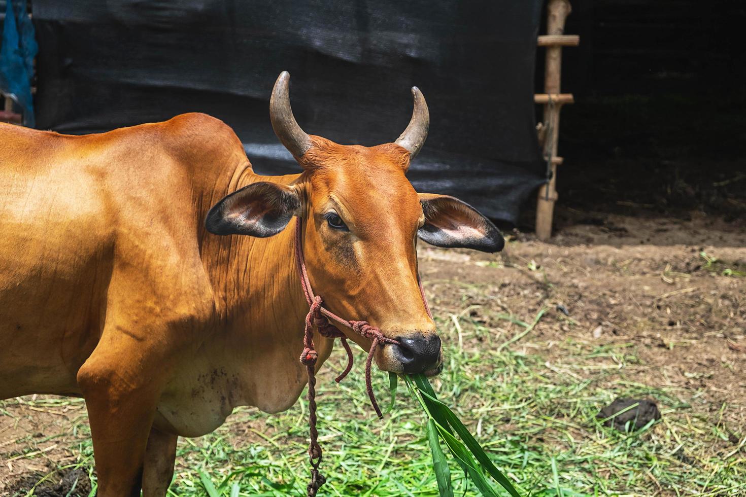 porträtt av en brun ko på en gård foto