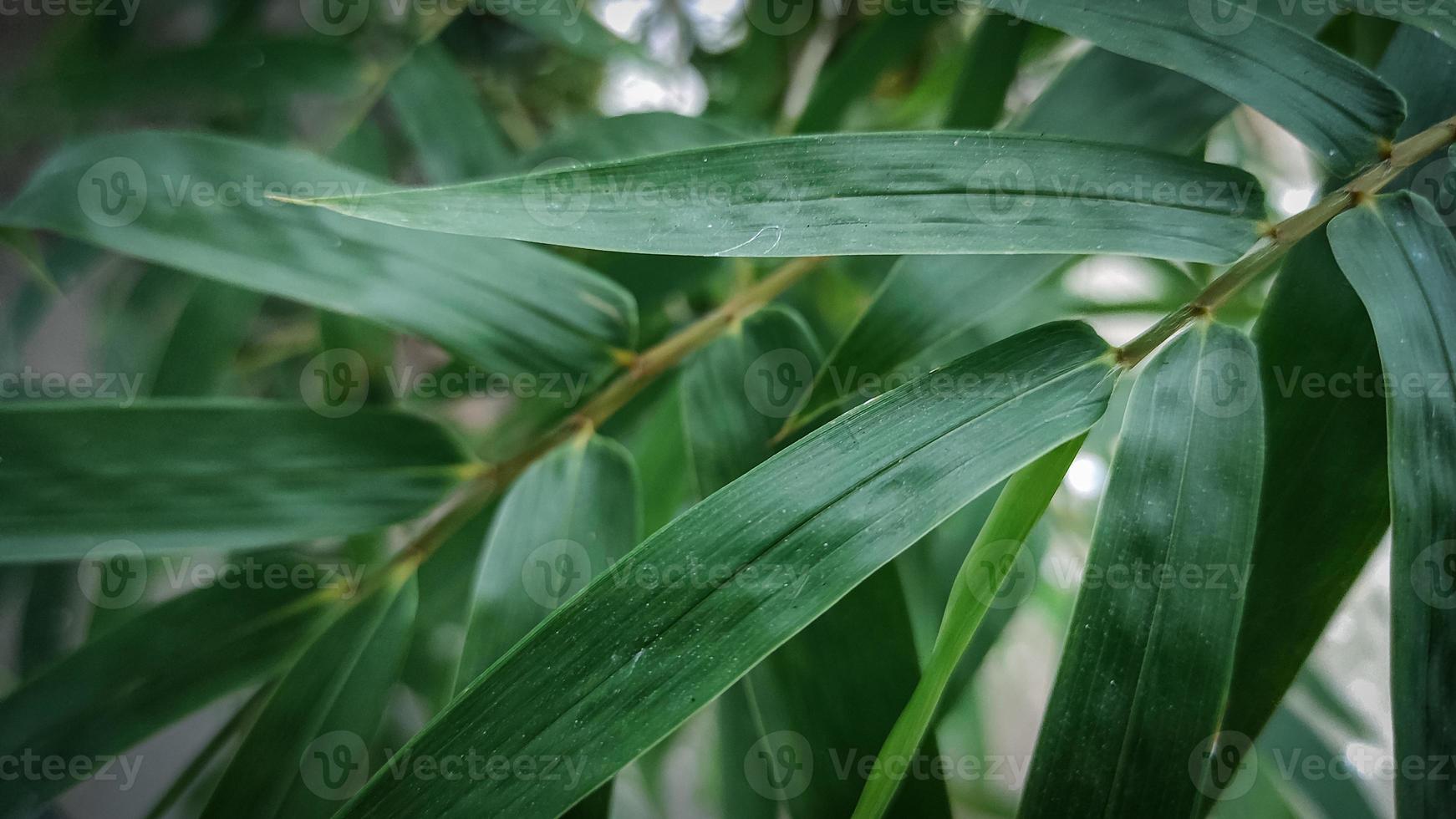 en stänga upp av en grön blad med de ord bambu på den foto