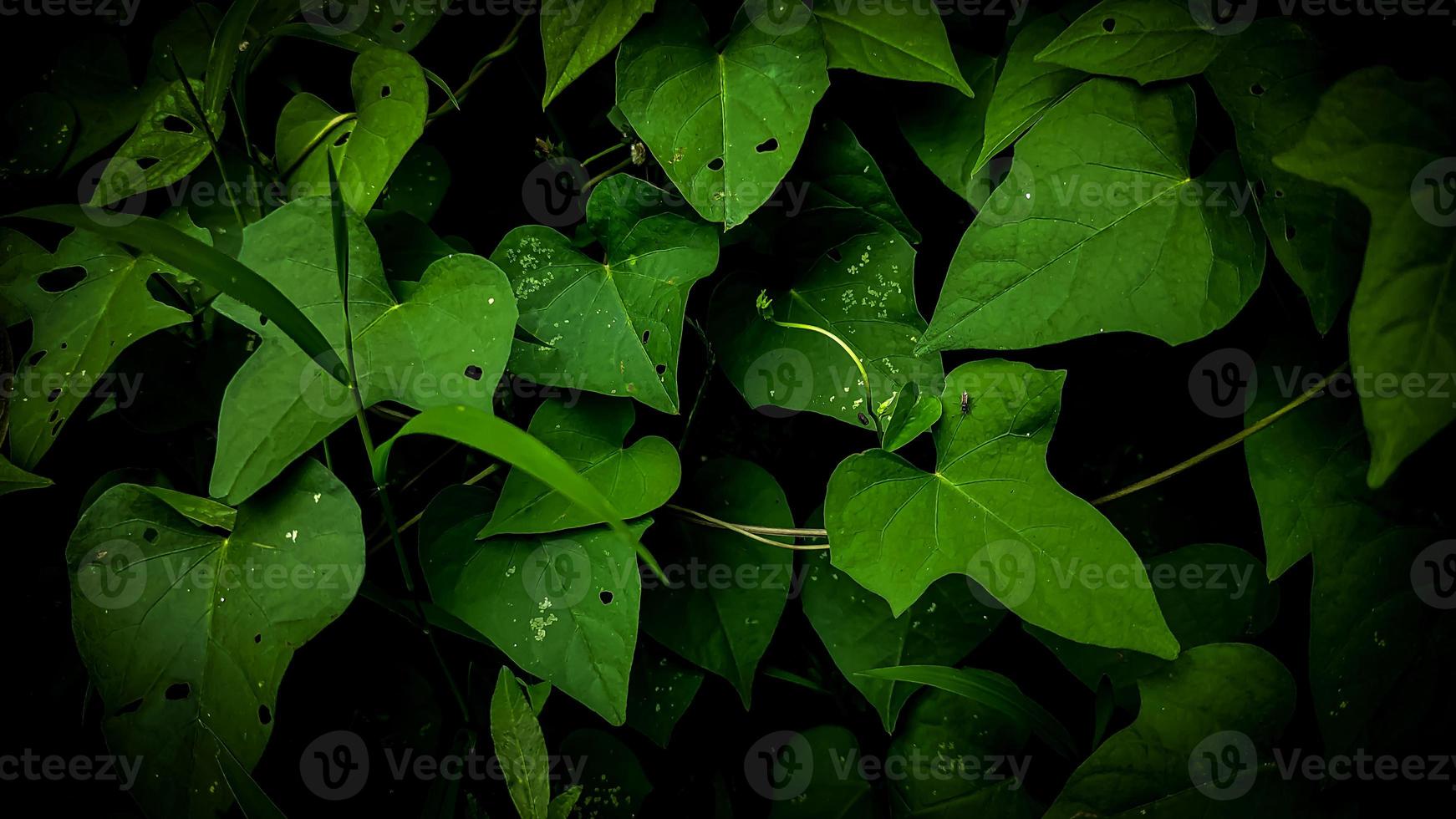 en stänga upp av en grön blad med vatten droppar på den foto