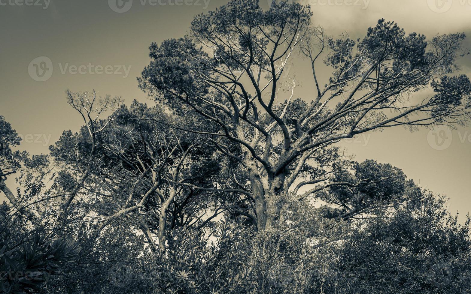 enorma sydafrikanska träd i Kirstenbosch botaniska trädgård, Kapstaden. foto