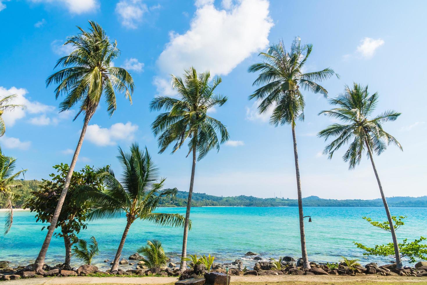 kokospalmer på stranden foto