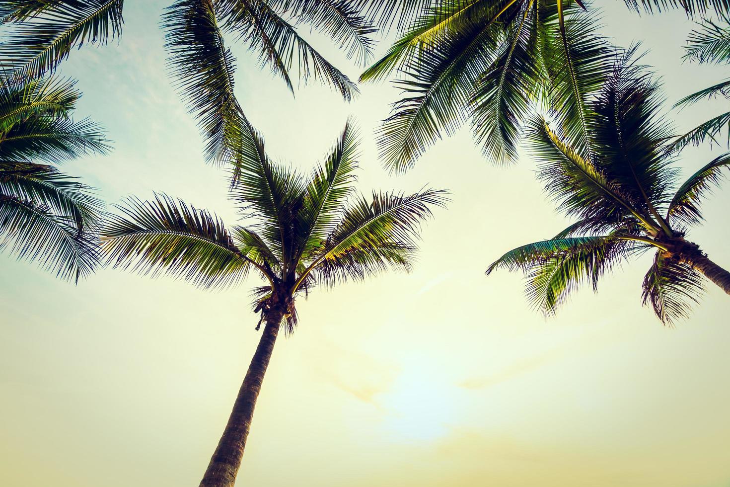 kokospalmer på stranden foto