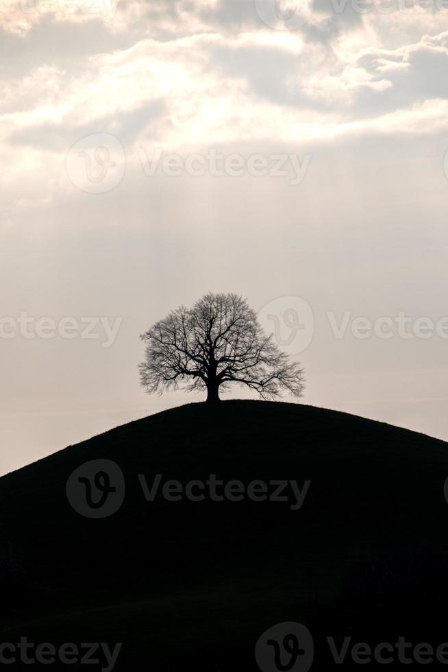 en silhuett av en träd på en kulle under de solnedgång foto
