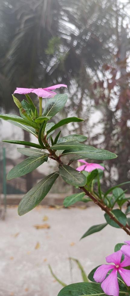 catharanthus roseus dara blomma med morgon- dagg droppar foto