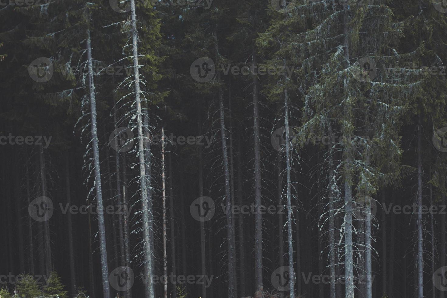 lång tunn tall träd i mörk landskap Foto