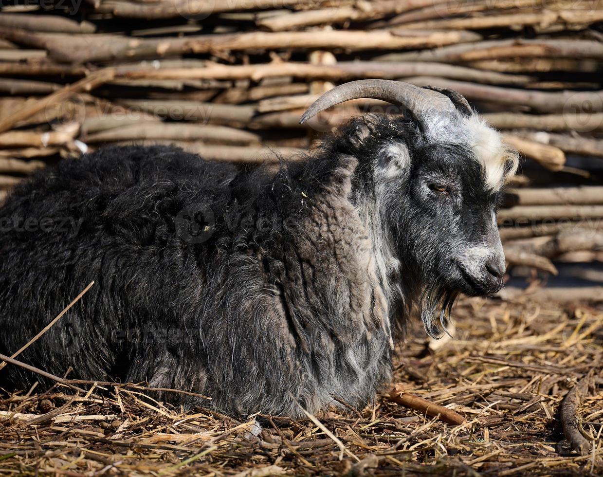 porträtt av en Bagge, artiodactyl djur- i natur foto