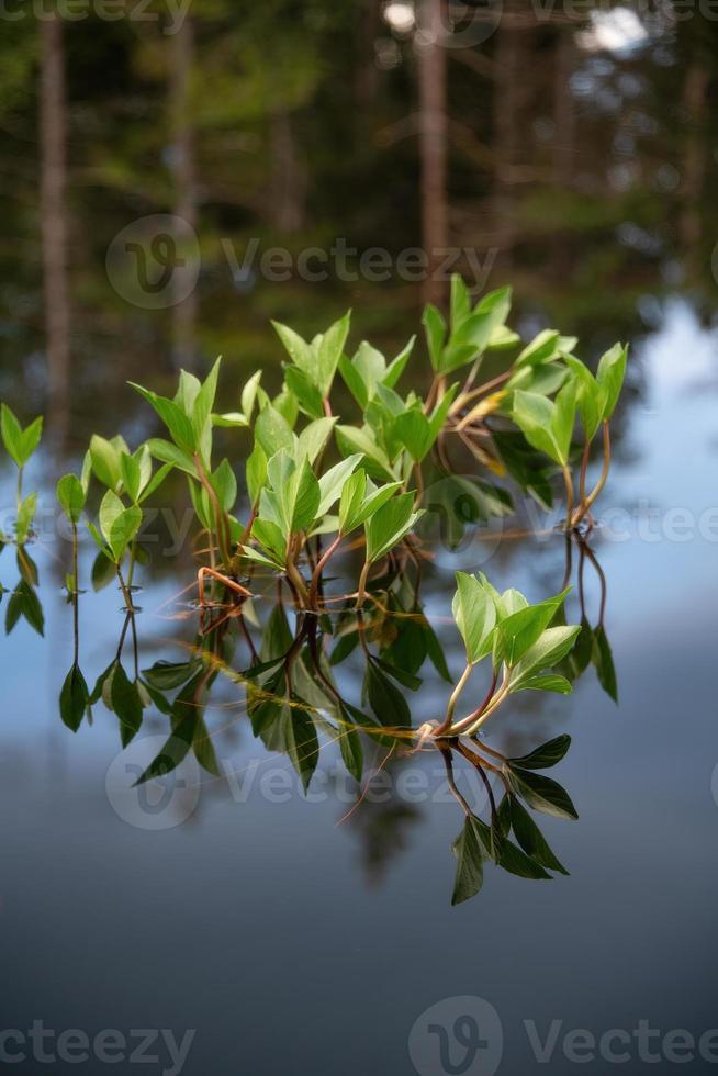 en vatten växt är reflekterad i en damm av svart vatten. foto