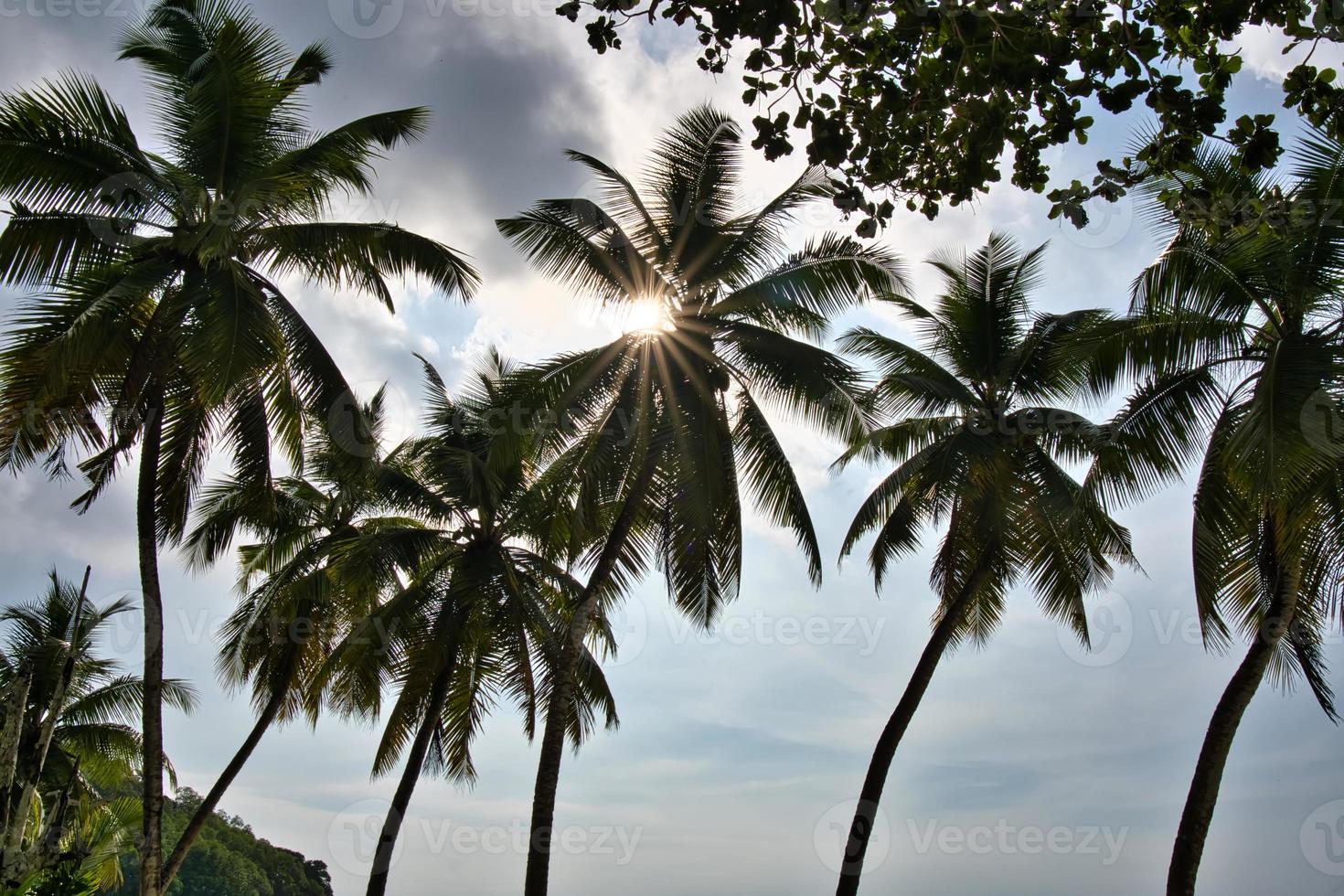 Sol stjärna brista Bakom kokos handflatan träd foto