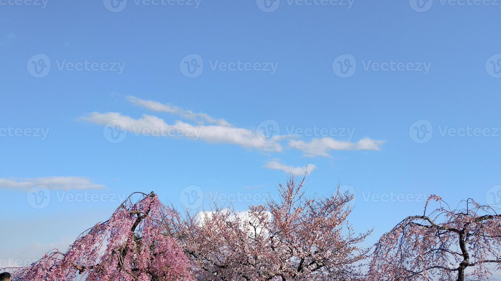 sakura körsbär blomma i vår foto