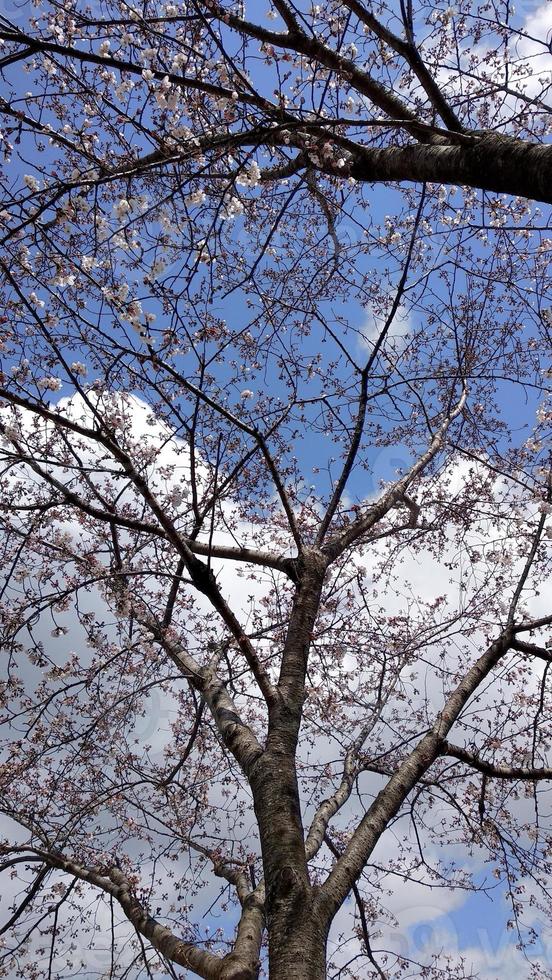 sakura körsbär blomma i vår foto