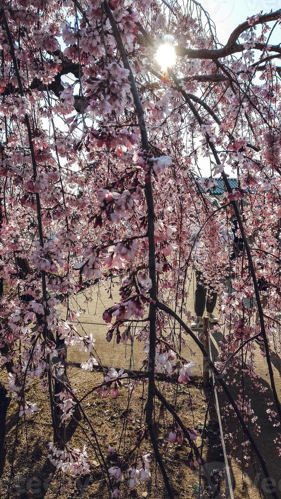 en knippa av rosa sakura körsbär blomma i vår foto