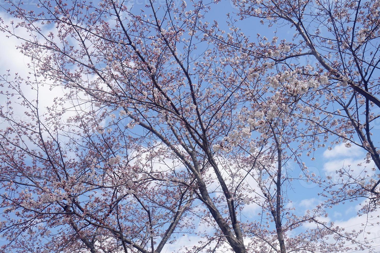 en knippa av rosa sakura körsbär blomma i vår foto