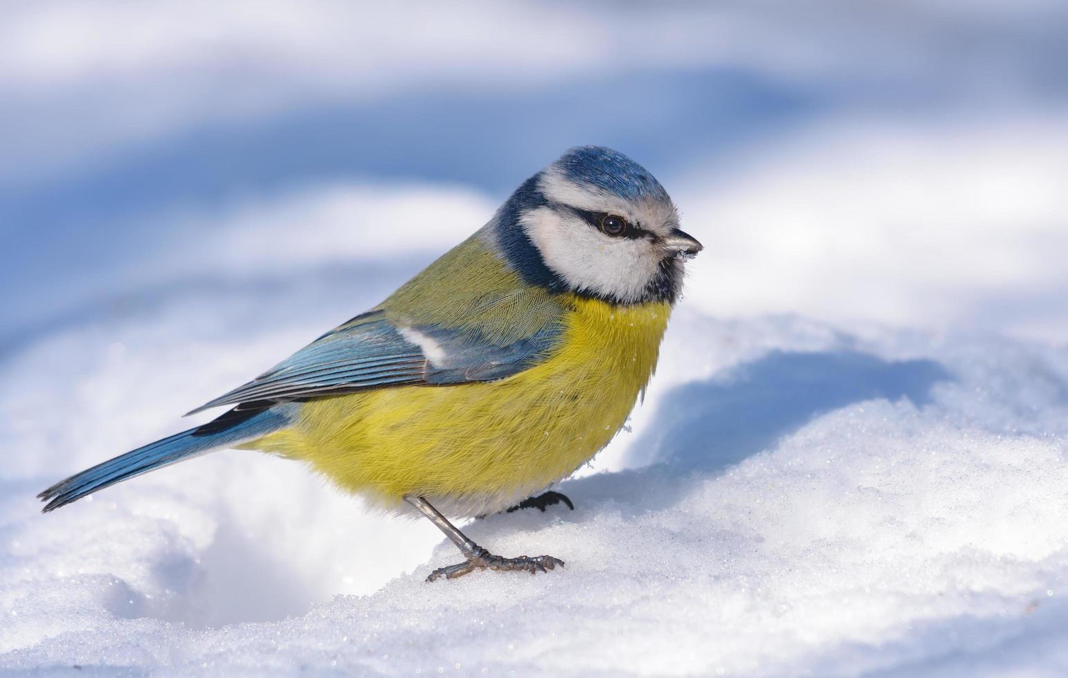 eurasian blå mes - cyanister caeruleus - vilar på de snö i kall vinter- dag foto