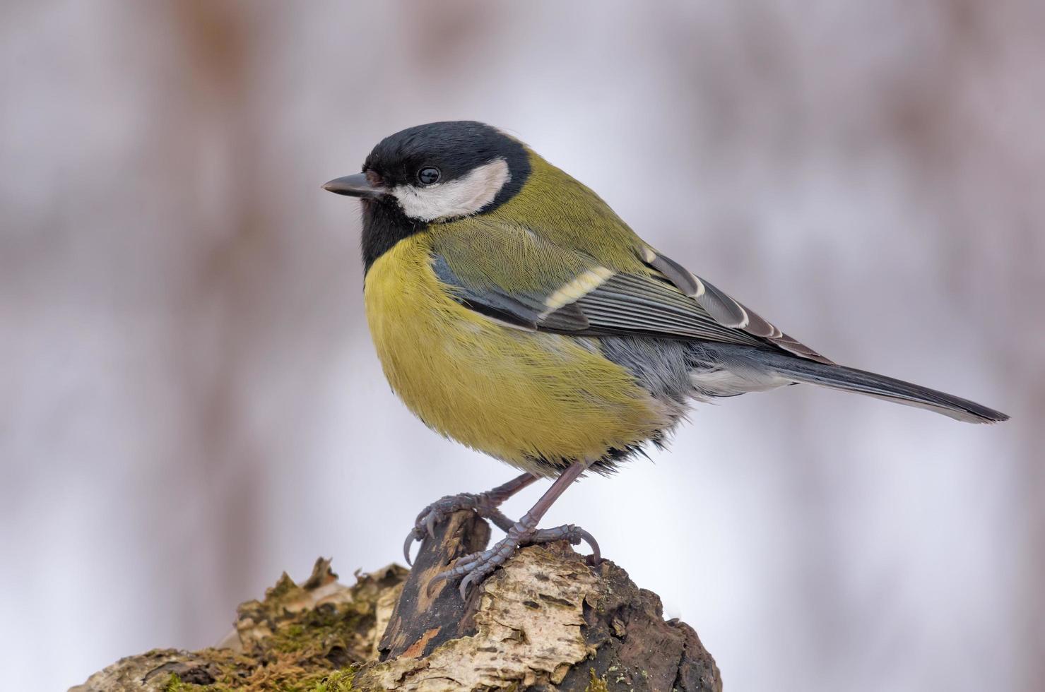 mogna bra mes - parus större - uppflugen på topp av tjock gammal gren i tråkig grå vinter- väder betingelser foto