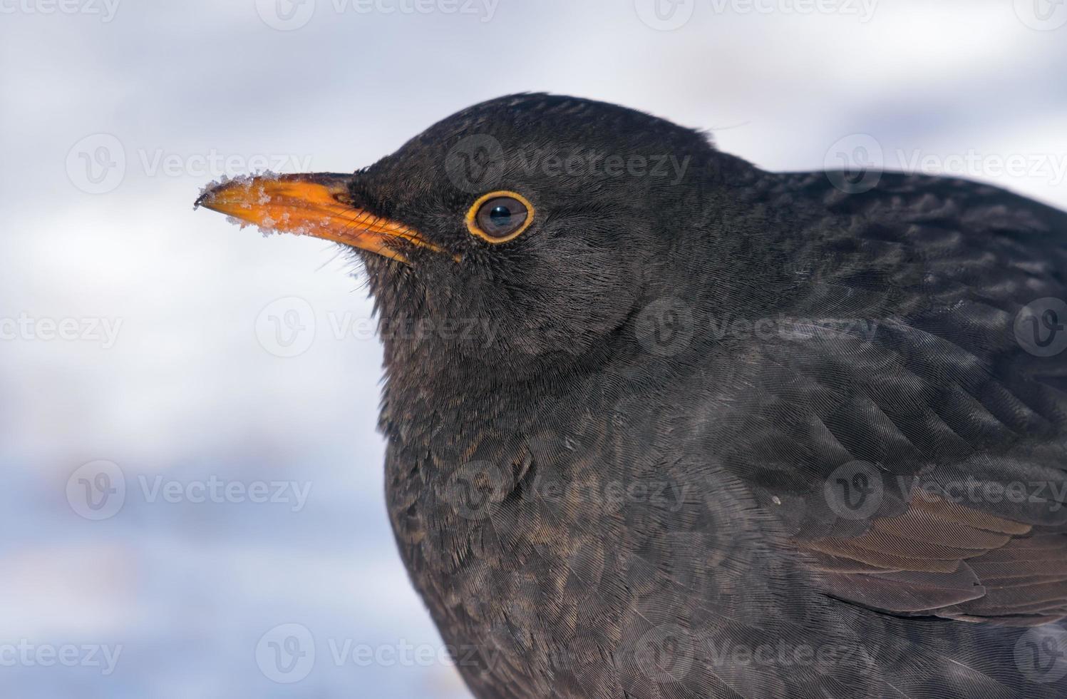 allmänning koltrast - turdus merula - mycket stänga skott porträtt med bra detaljer i vinter- betingelser foto